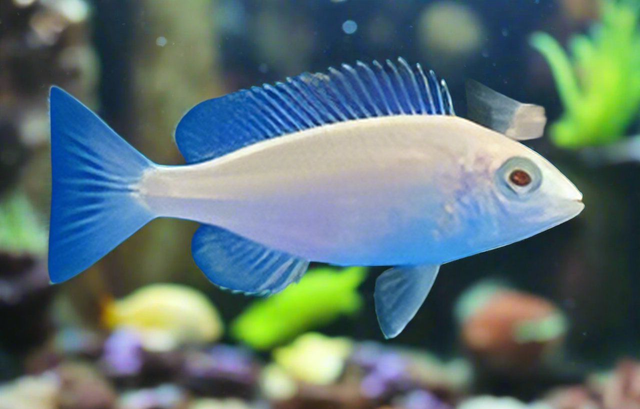 ALBINO MDOKA WHITE LIPS (Placidochromis Phenochilus Mdoka) "Rare" 1.5" 2403