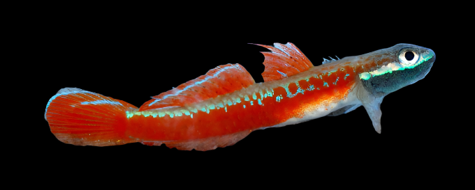 ANNIE'S GOBY (Stiphodon annieae)