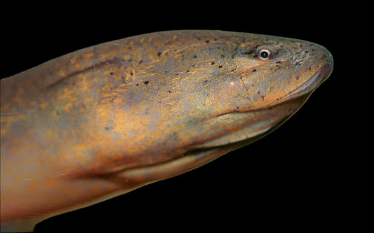 ASIAN SWAMP EEL (Monopterus albus)