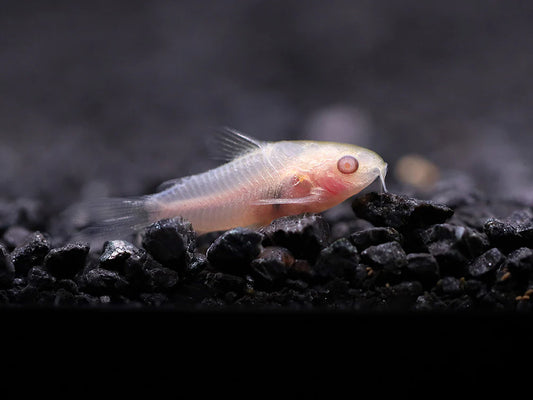 ALBINO PYGMY CORYDORA (Corydoras pygmaeus)