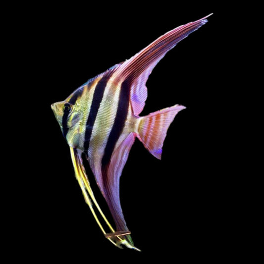 ALTUM ANGELFISH (Pterophyllum Altum) Wild Caught (RARE) D2409C