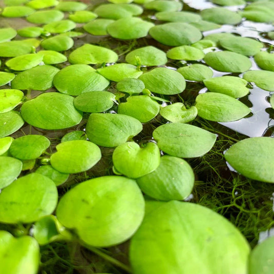 FLOATING PLANT FROGBIT (Large portion)