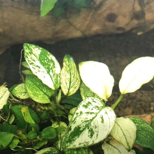 Anubias Nana *Pinto*