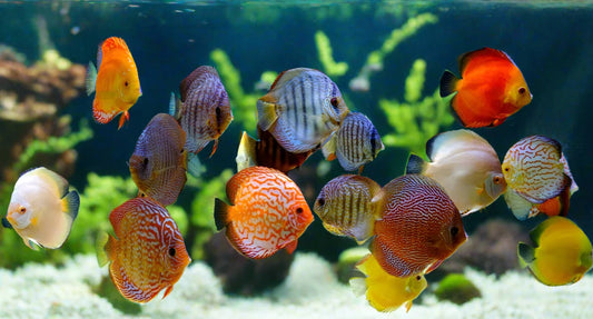 DISCUS ASSORTED *Symphysodon aequifasciatus* 2.5-3.5"