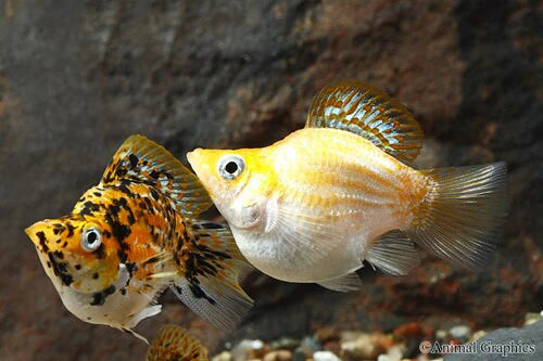 MOLLY BALLOON (Poecilia sphenops)