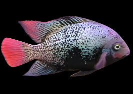 BLACK BELT CICHLID (Paraneetroplus maculicauda)