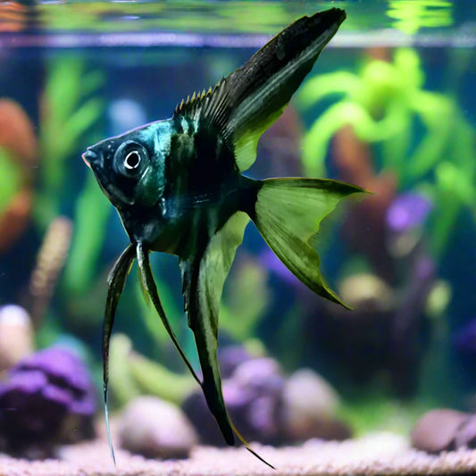 BLACK GREEN  AVATAR ANGELFISH (pterophyllum Scalare)