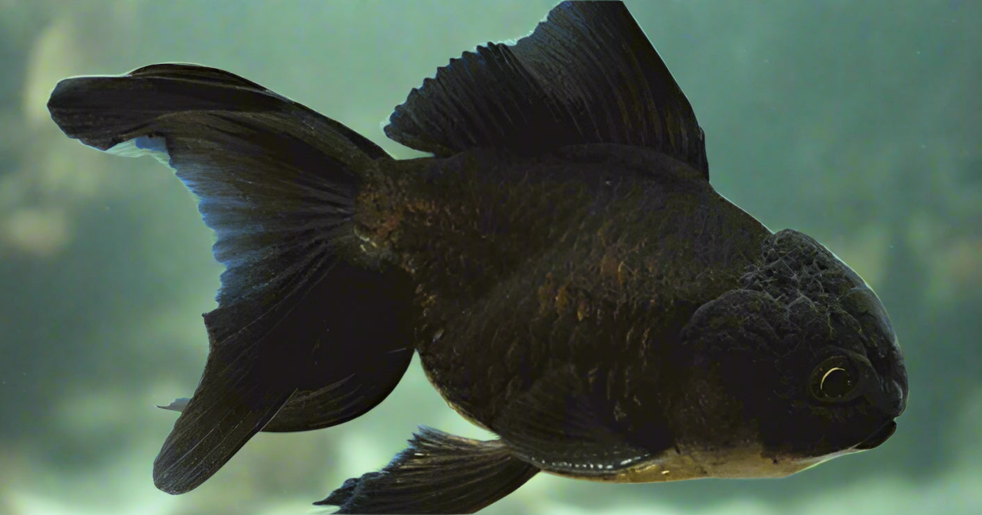 BLACK JELLYHEAD ORANDA (Carassius Auratus) 2"