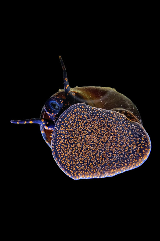 BLUEBERRY SNAIL (Vivaparus .sp)