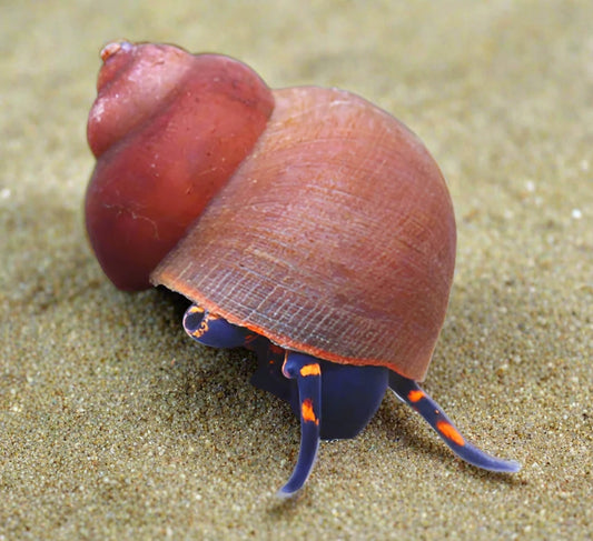 BLUEBERRY SNAIL (Vivaparus .sp)