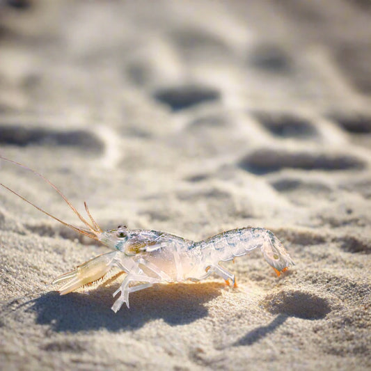 BLUE DWARF CRAYFISH (Cambarellus patzcuarensis .var) 2405