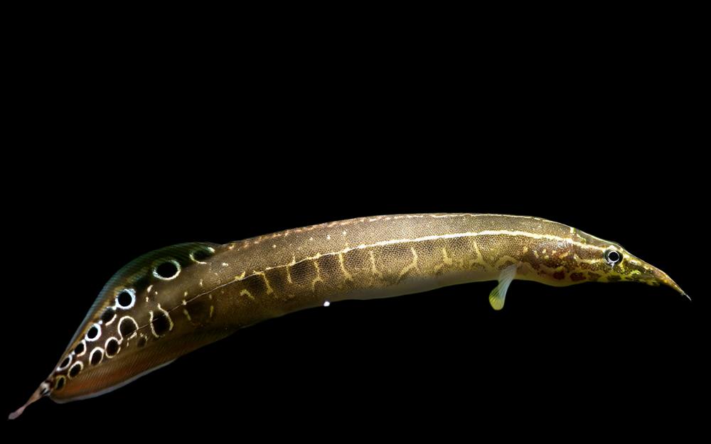 BLUE SPINEY EEL (Macrognathus aculeatus bangka) *DWARF SPECIES*