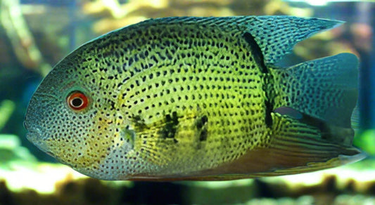 BLUE SPOTTED SEVERUM (Heros Notatus)