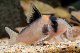 BLUSHING ADOLFOI CORYDORA (Corydoras C121)