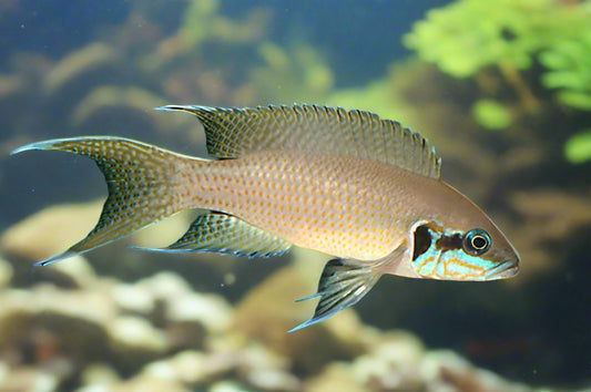 BRICHARDI (NEOLAMPROLOGUS BRICHARDI)