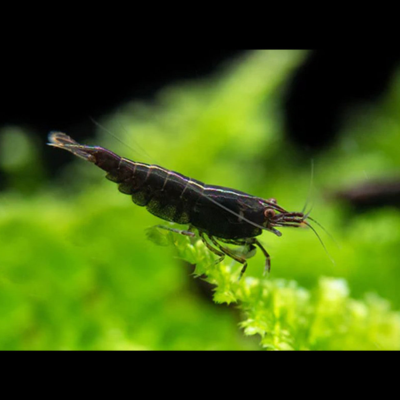 BLACK ROSE SHRIMP (Neocaridina davidi .var) Taiwan S grade