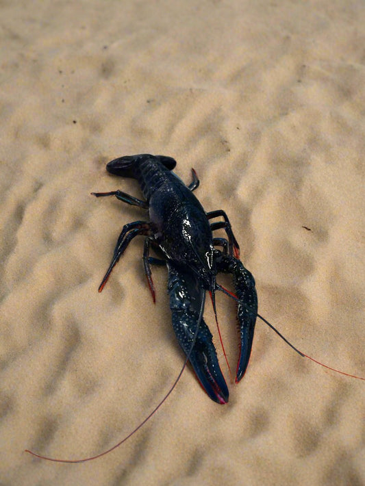 BLACK KING CRAYFISH (procambarus alleni)