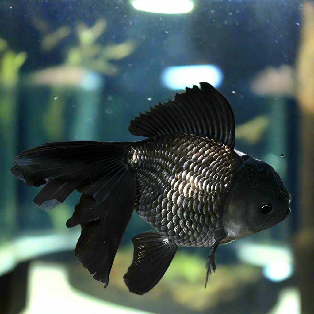 BLACK JELLYHEAD ORANDA (Carassius Auratus) 4" LG A GRADE