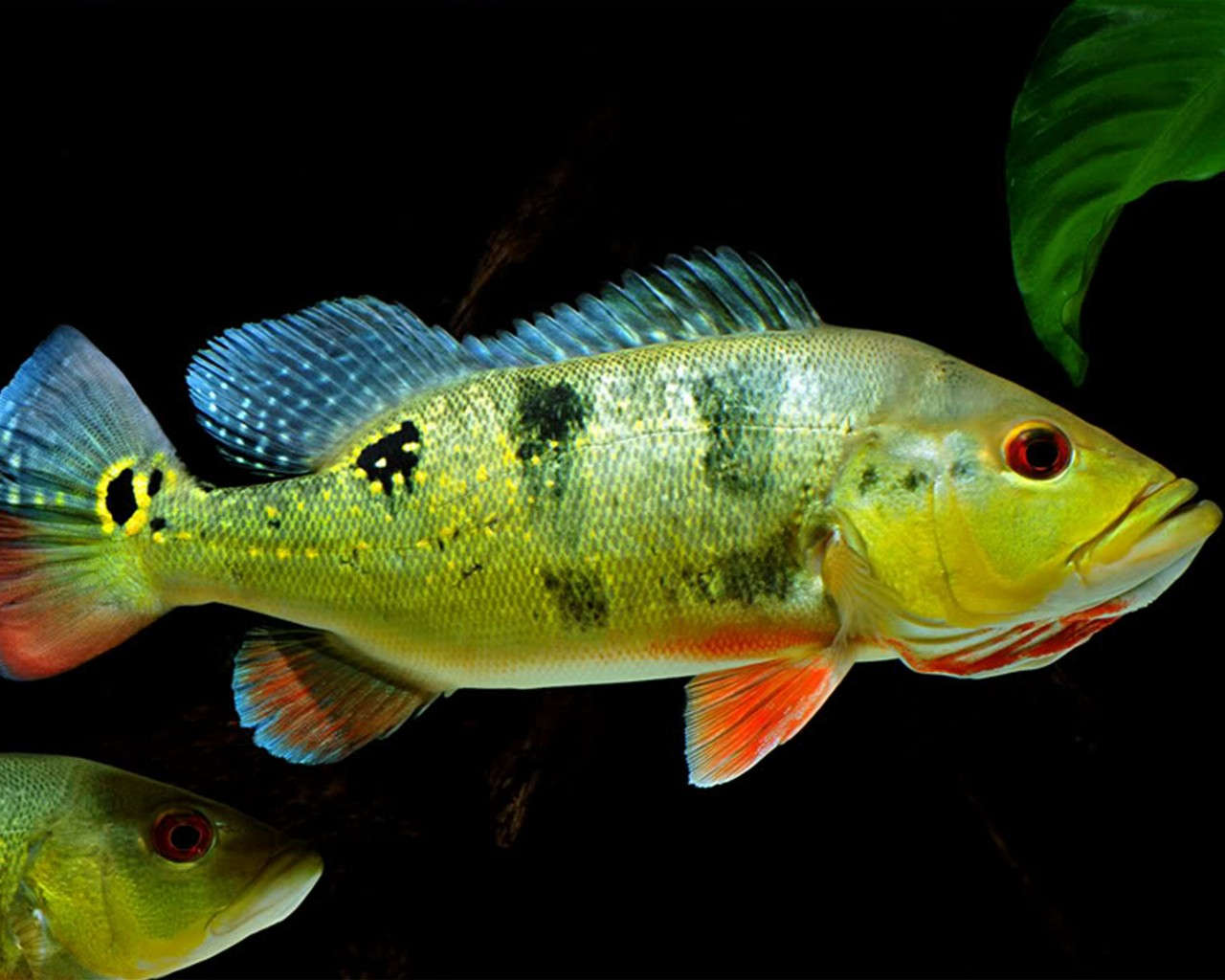 PEACOCK BASS *OCELLARIS* (Cichla ocellaris) - Aquarists Across Canada