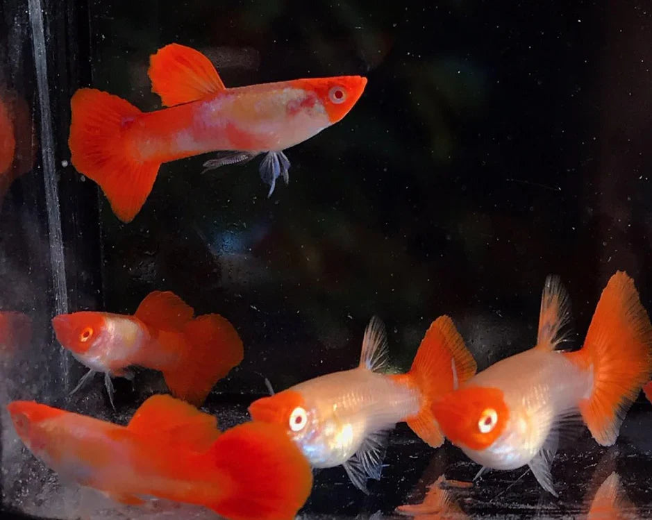 GUPPIES ALBINO KOI PAIRS (Poecilia reticulata)