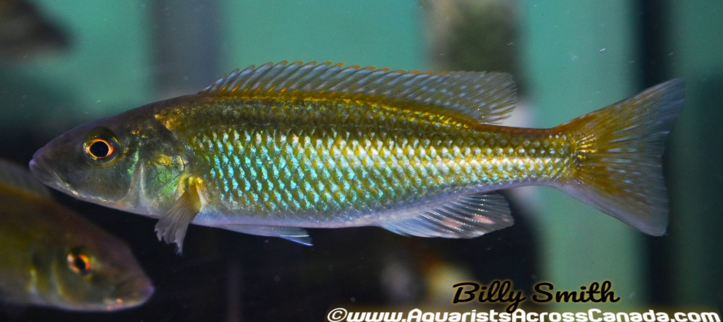 CHAMPSOCHROMIS CAERULEUS *MALAWI TROUT* (HOUSEBRED, F1) 1.5" UNSEXED - Aquarists Across Canada
