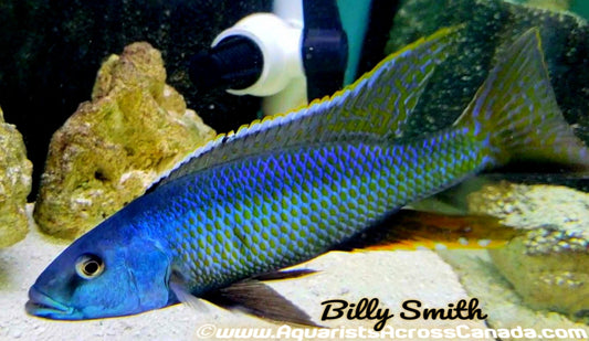 CHAMPSOCHROMIS CAERULEUS *MALAWI TROUT* (HOUSEBRED, F1) 1.5" UNSEXED - Aquarists Across Canada