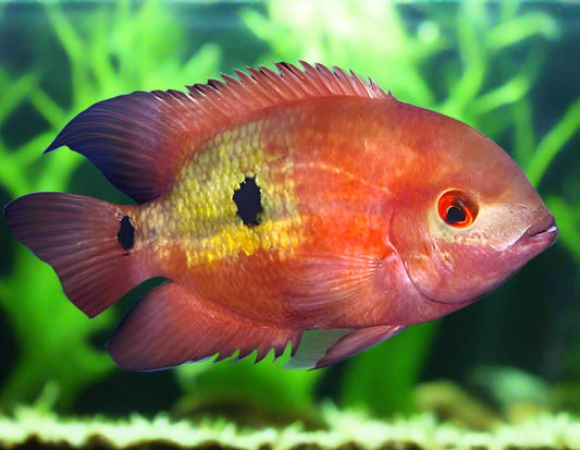 CHOCOLATE CICHLID (Hypselecara temporalis)