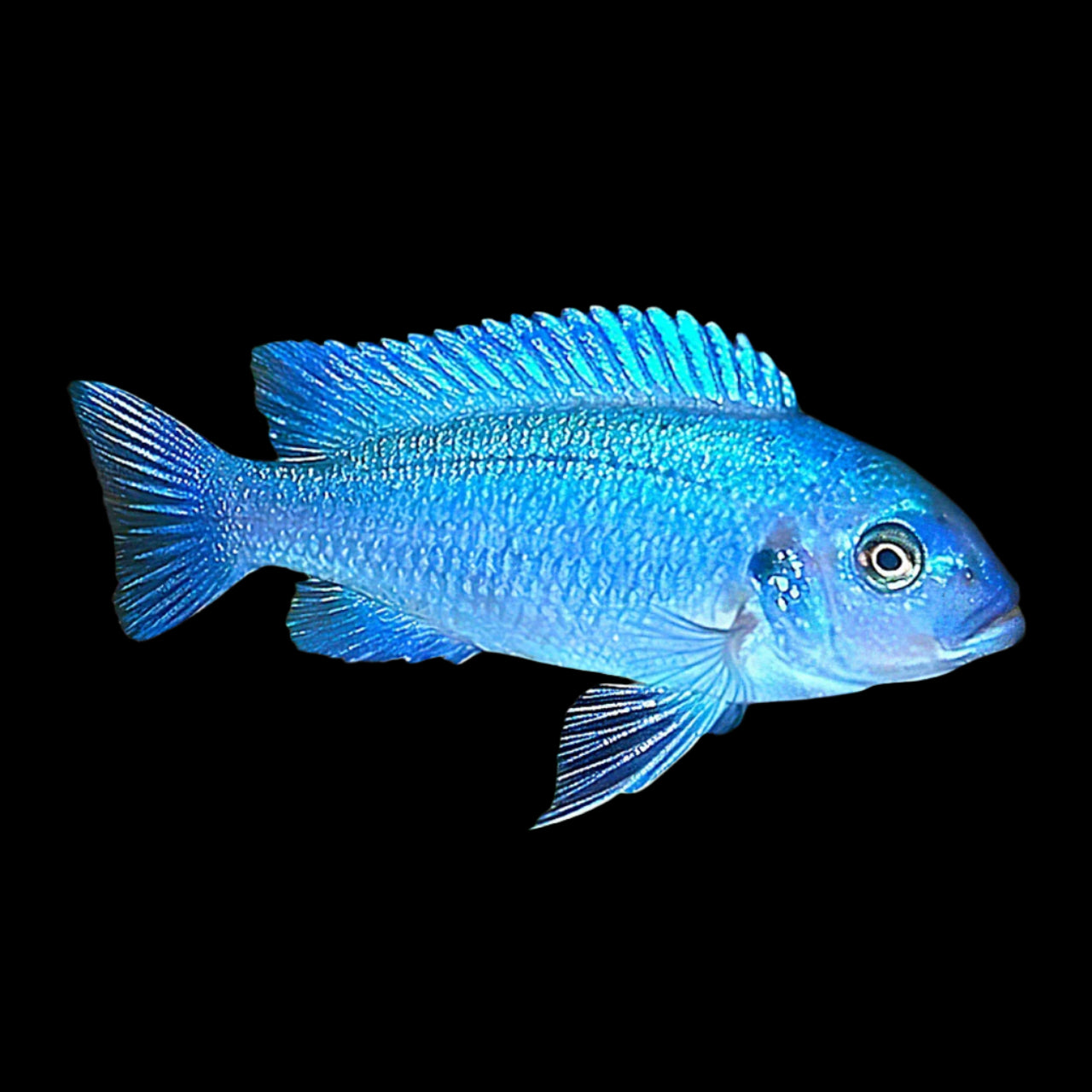 COBALT BLUE ZEBRA (Maylandia callainos)