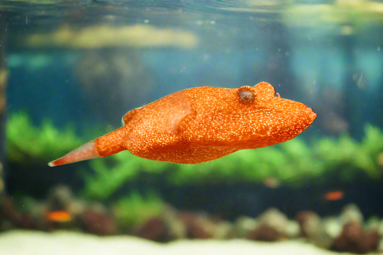 CONGO PUFFER "POTATO" (Tetraodon miurus) (rare)