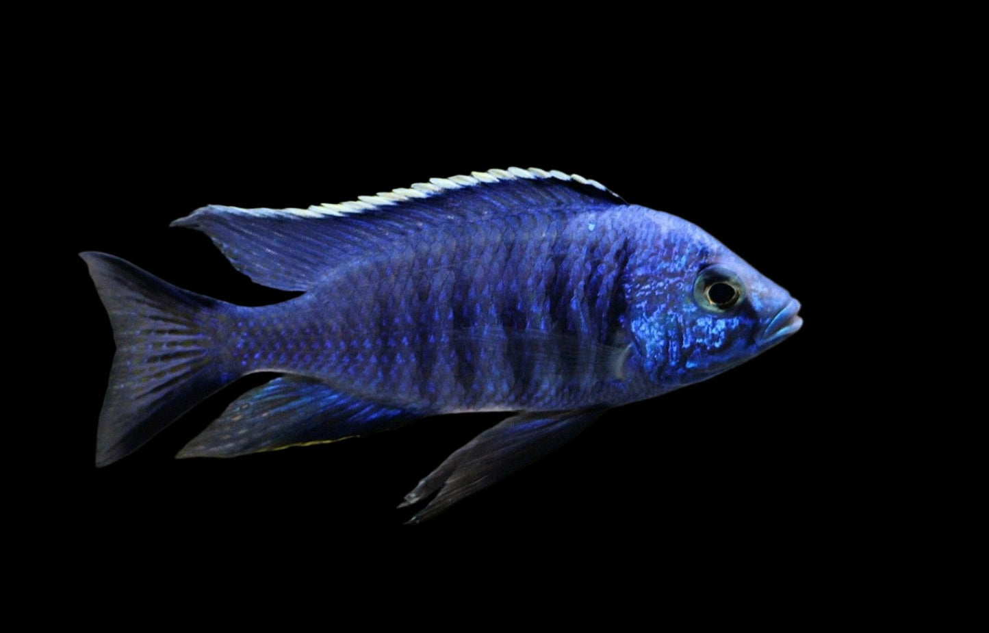 COPADICHROMIS AZUREUS 4" SHOW MALE