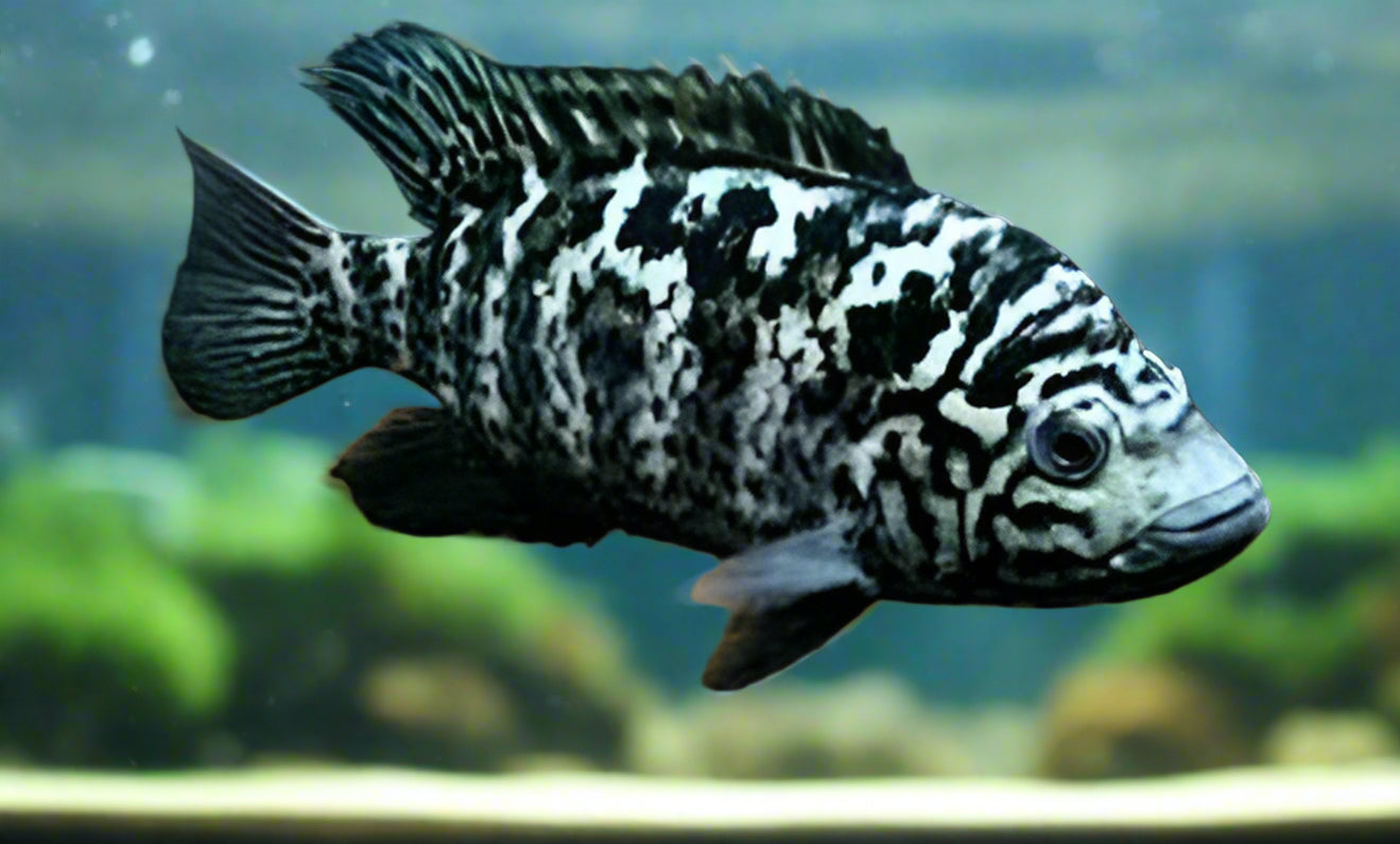 CUBAN CICHLID (Nandopsis tetracanthus) 5-6" (12-15cm) 2402