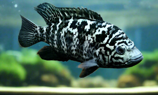 CUBAN CICHLID (Nandopsis tetracanthus) 10"