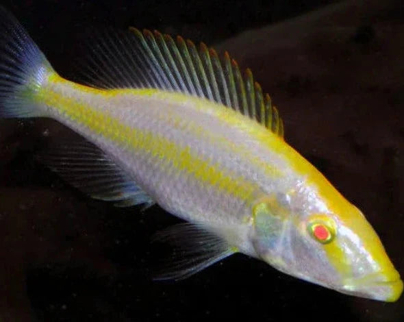 DIMIDOCHROMIS COMPRESSICEPS. SP *ALBINO* (HOUSEBRED, DOMESTIC) 2"