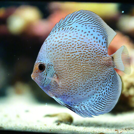 DISCUS BLUE SCORPION SNAKESKIN *Symphysodon aequifasciatus* 3"
