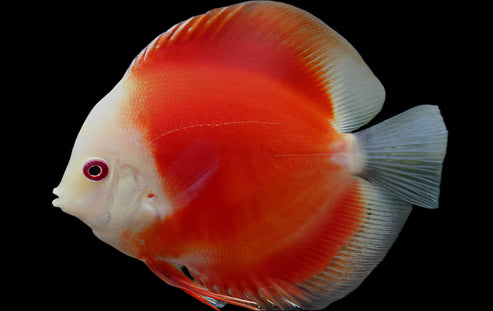 DISCUS RED MARLBORO *Symphysodon aequifasciatus* 3