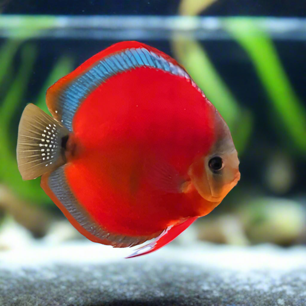 DISCUS SAN MERAH *Symphysodon aequifasciatus* 3"