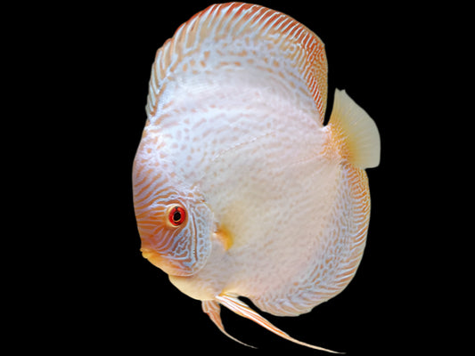 DISCUS WHITE SCORPION SNAKESKIN *Symphysodon aequifasciatus* 3"