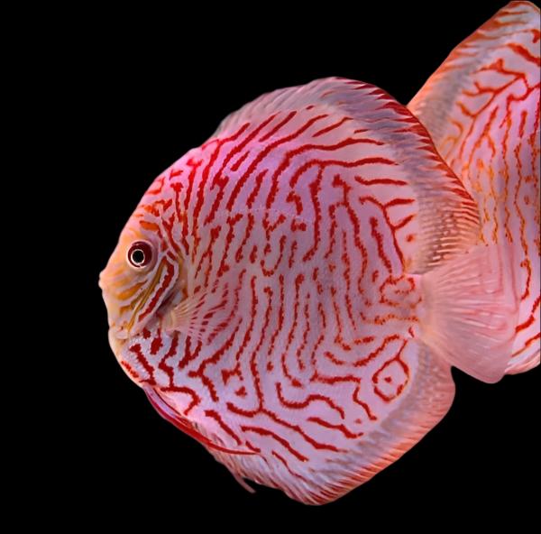 DISCUS WHITE TIGER *Symphysodon aequifasciatus*  2.5-2.75" D2403M