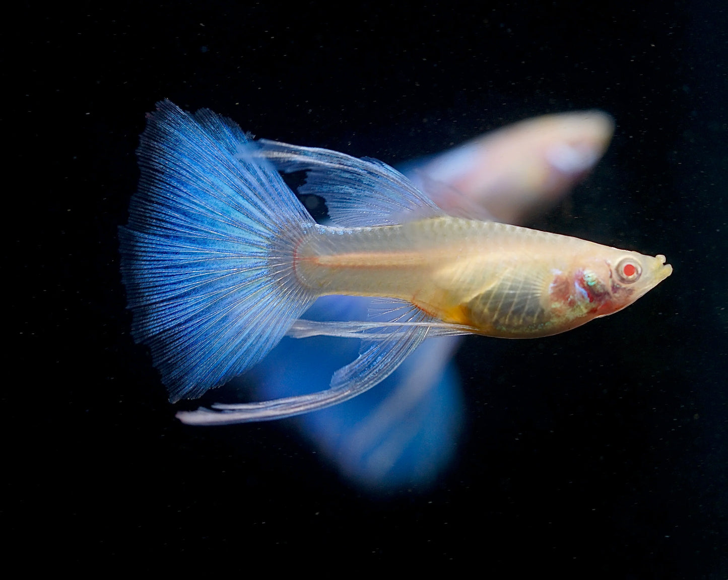 GUPPIES ALBINO BLUE TUXEDO RIBBONFIN PAIRS (Poecilia reticulata)