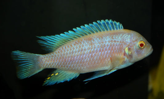 METRIACLIMA FAINZILBERI *MAISONI REEF ALBINO* 4"