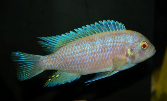 METRIACLIMA FAINZILBERI *MAISONI REEF ALBINO* 2402