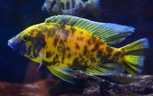 OB VENUSTUS (Nimbochromis Venustus .sp OB) *House bred*
