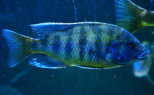 RECESSIVE OB VENUSTUS (Nimbochromis Venustus .sp) *House bred*