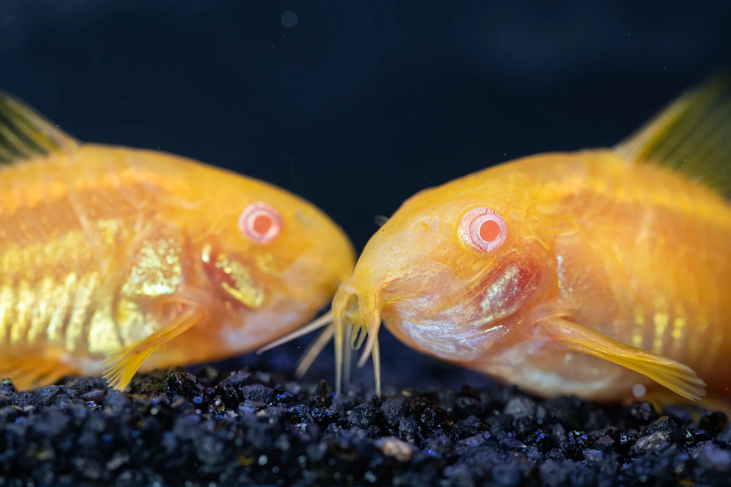 ALBINO GOLD LASER CORYDORA (Corydoras sp. (Cw010 Rio Ucayali) *ULTRA RARE*