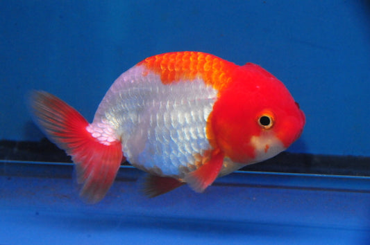 RED AND WHITE RANCHU (Carassius Auratus) 2"