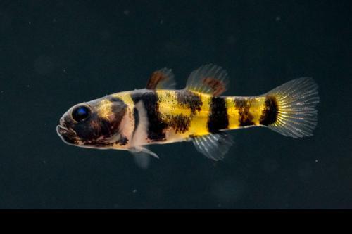 FRESHWATER BUMBLEBEE GOBY (Brachygobius xanthomelas)