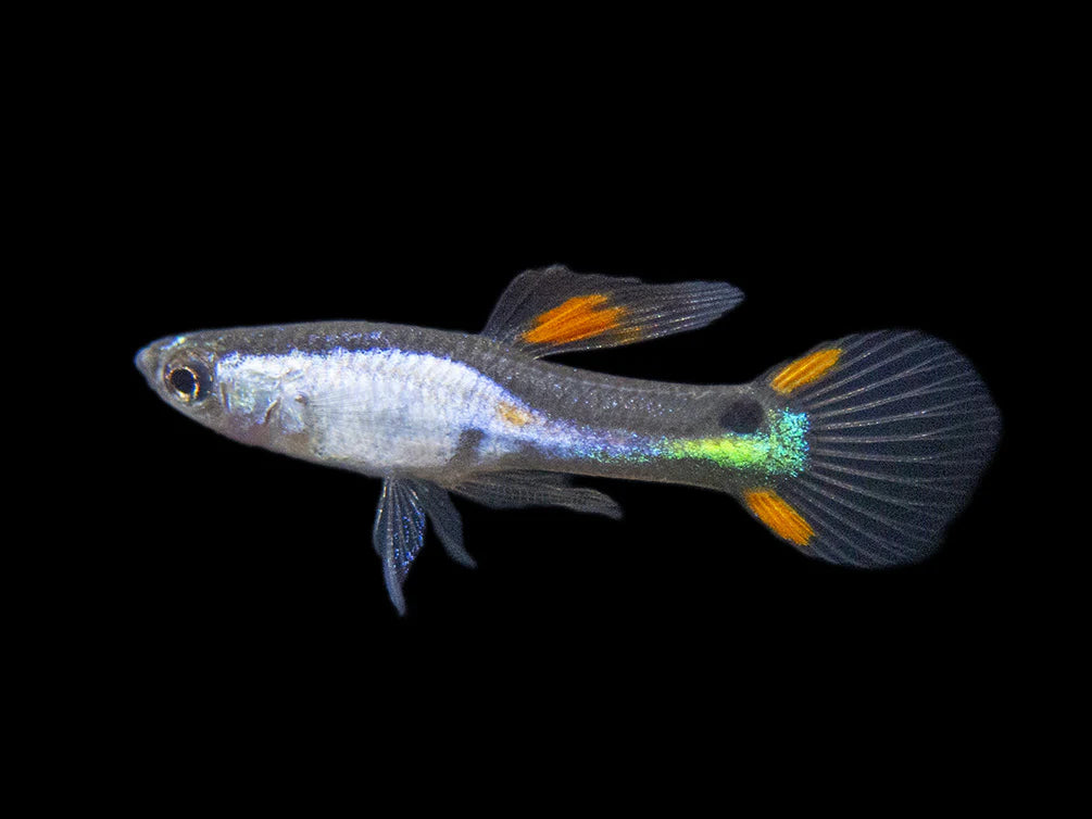 ENDLER SILVERADO PAIRS (Poecilia wingei)