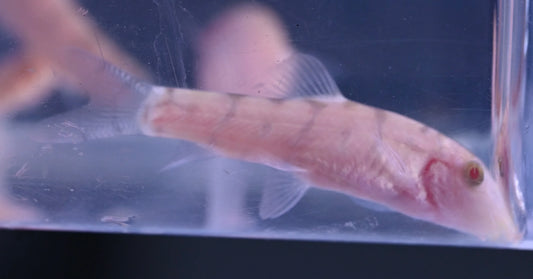 ALBINO YOYO LOACH (Botia almorhae) 2"
