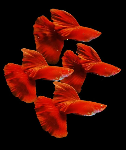 GUPPIES ALBINO FULL RED S GRADE PAIRS (Poecilia reticulata)