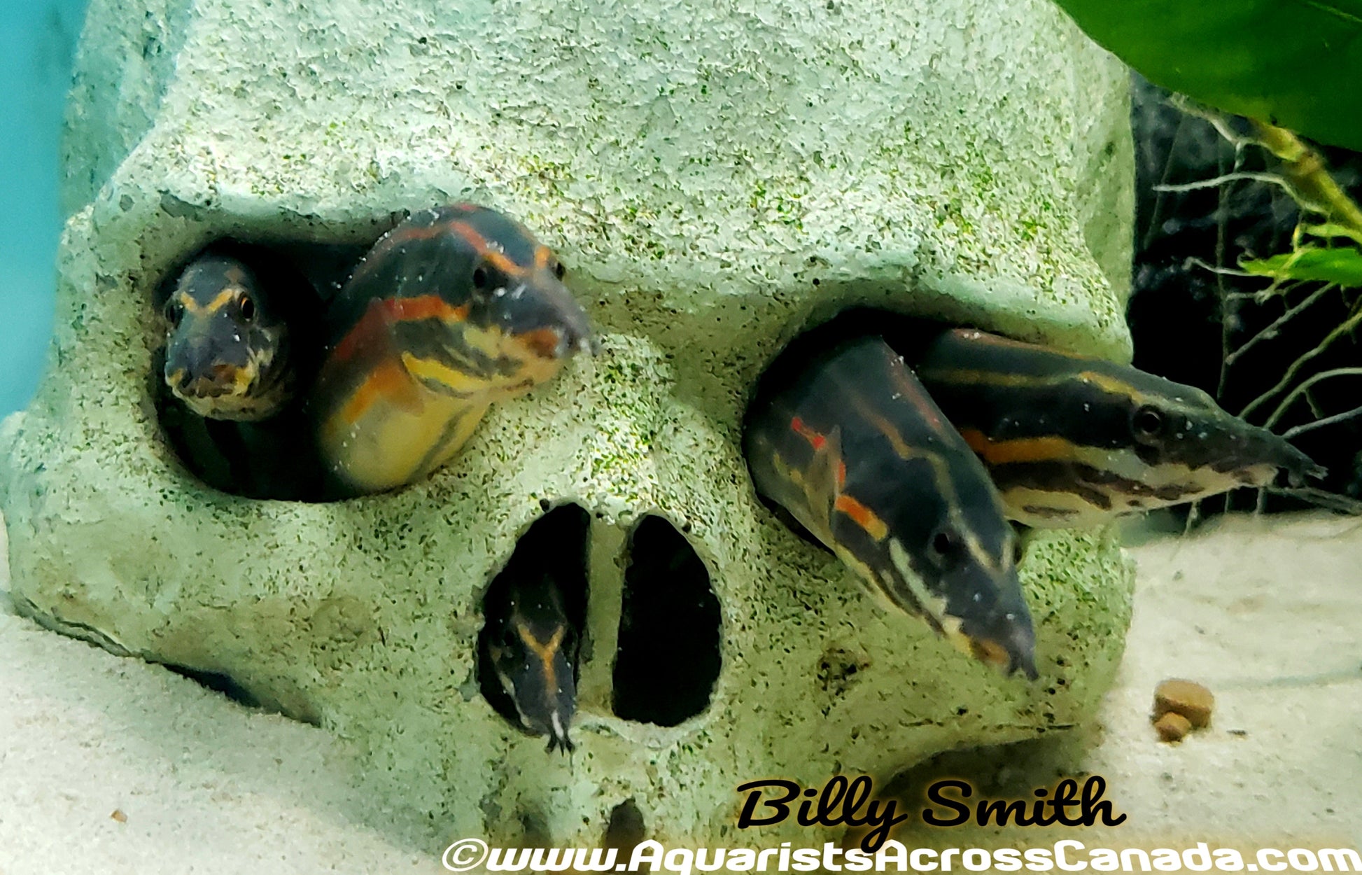 FIRE EEL (Mastacembelus erythrotaenia) 10+" - Aquarists Across Canada